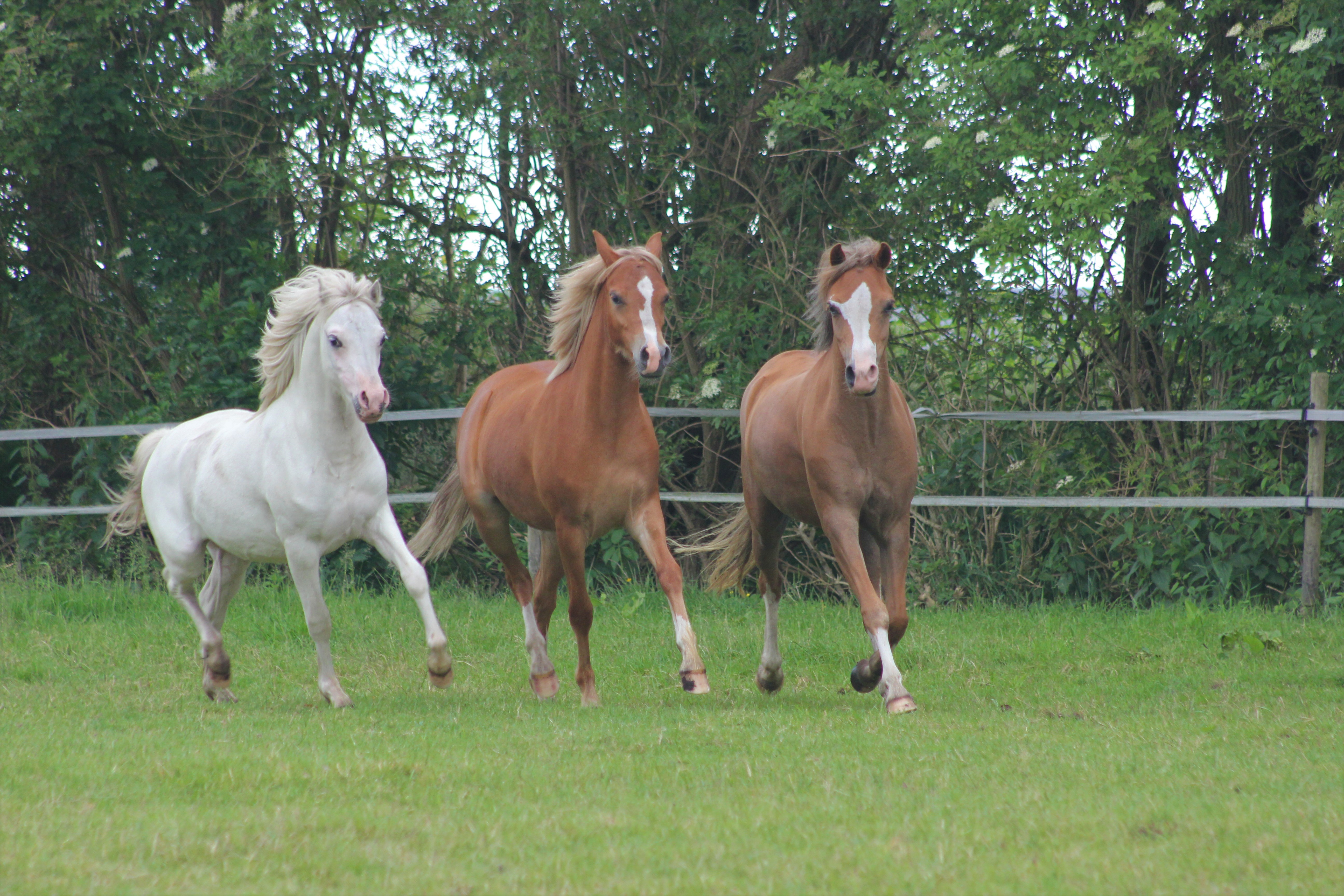 Drie musketiers (2016)
