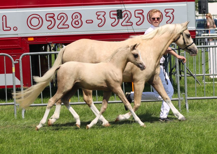 Lakeway´s Avalanche en Jasmine